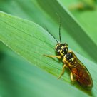 Raspberry Sawfly